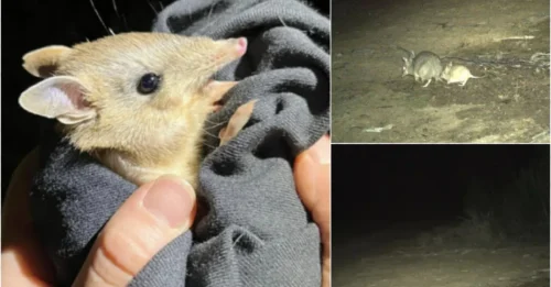 150 Years of Mystery Solved: Breathtaking Photos of 'Vanished' Animals Leaked