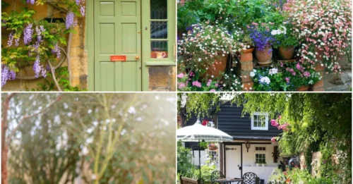 How to Channel the Timeless Charm of an English Garden—Right in Your Backyard