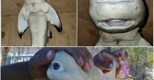 Unsolved Mystery: Baby shark with a 'human-like' face shocks Indonesia!— And Experts Are Baffled