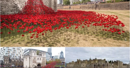 The Tower of London Weeps 888,246 Poppies – The Dark Secret of WWI’s Fallen Soldiers