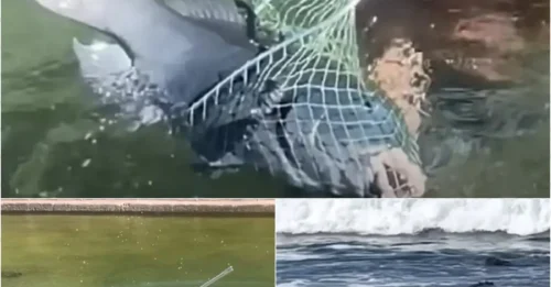 Shocking Truth: ‘Puppy Dog of the Ocean’ Nearly Died Until Brave Surfer Stepped In!