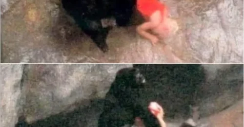 1996’s Most Bizarre Rescue: How a Gorilla Named Binti Jua Shocked the World and Changed Sciences