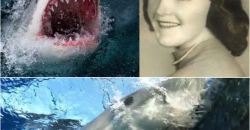 MOTHER TORN IN HALF: The 90-Second Shark Attack That Traumatized a Nation – And the Family Who Saw It All DXHM