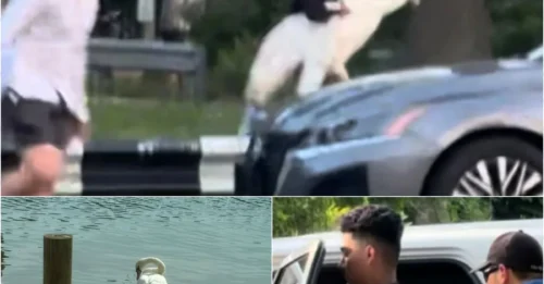 This Is Not a Joke: Criminals Stole a Live Swan – And It Gets Even Stranger