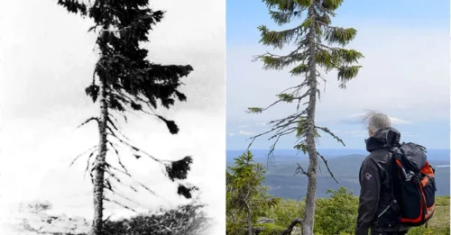 9,500-Year-Old Tree in Sweden: The Shocking Survival Secret That Stunned Scientists!