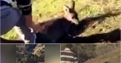Brute Slits Kangaroo’s Throat in Disturbing Video – Animal Activists Demand Justice!