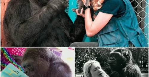 Koko the Gorilla: The Emotional Genius Who Stunned the World – Her Unforgettable Encounters with Robin Williams, Mister Rogers, and Jane Goodall Changed Humanity Forever.