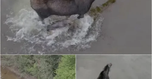 No Time to React: Raging Moose Chases YouTuber in Heart-Stopping Footage!