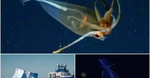 The world is astonished as the legendary creature - the giant squid - emerges alive and intact from the deep ocean!