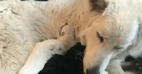 Shocking Kidnapping: Social Media Star & Beloved Emotional Support Buddy Stolen in Broad Daylight!