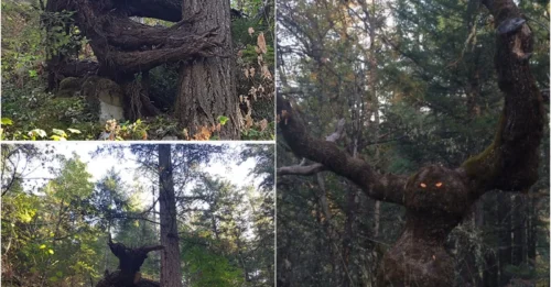 Nature’s Illusions: 5 Trees That Perfectly Mimic Objects – You’ll Do a Double Take!