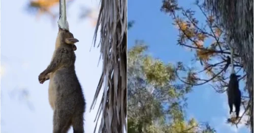 Horrifying: Python devours possum alive in a Brisbane backyard!