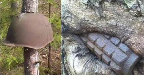 Shocking Discovery: WWII Tanks and Guns Completely Consumed by Forests After 80 Years