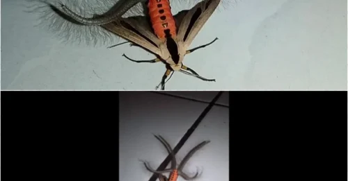 Horrifying Discovery: Rare Images of Australia’s 'Six-Legged Freak' Have the Internet Losing Its Mind!