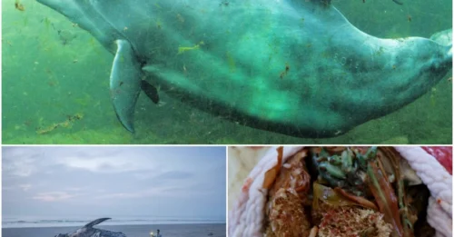 Disturbing Truth: Two Plastic Bags and a Balloon Led to Tragic Death of Baby Dolphin on Florida Coast!