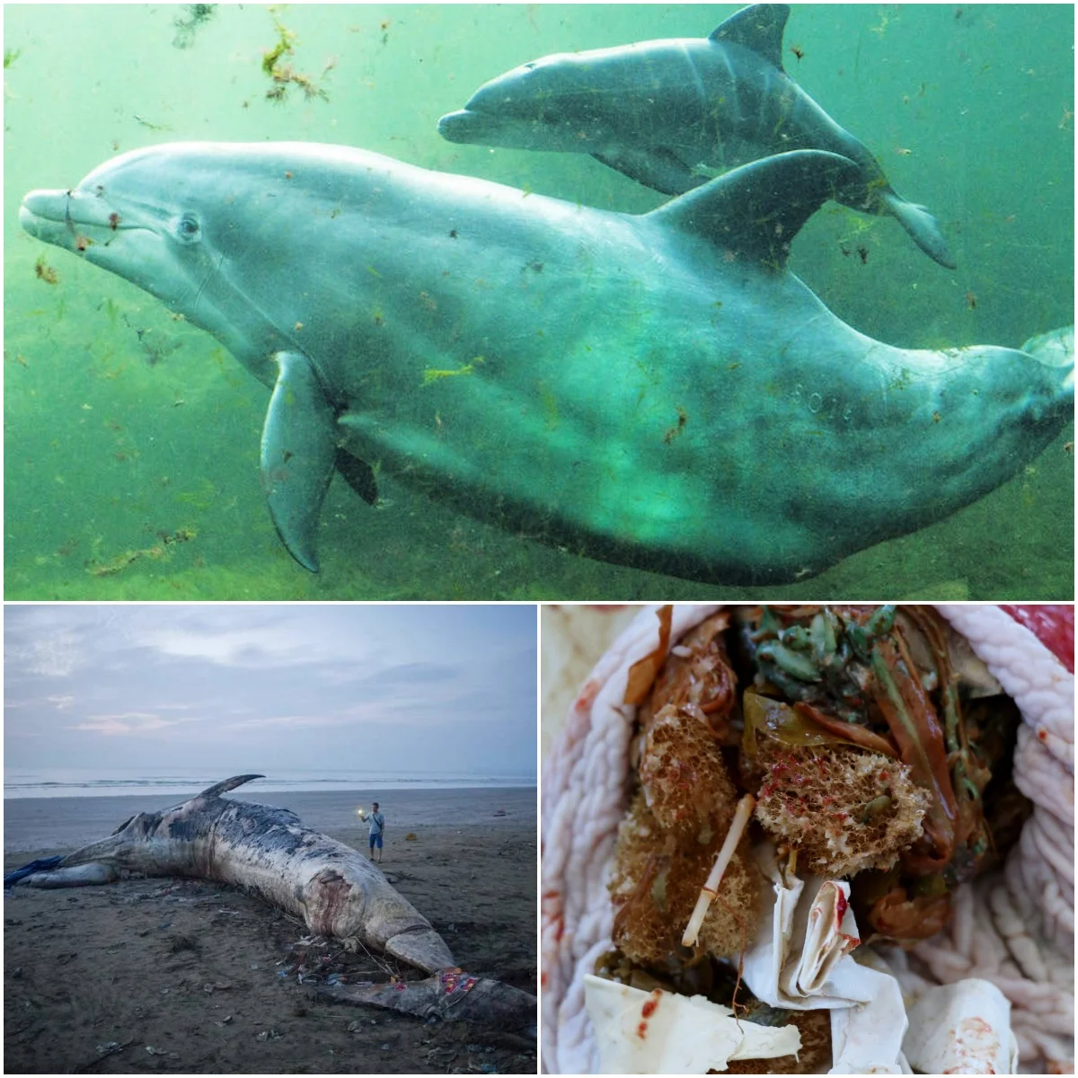 Disturbing Truth: Two Plastic Bags and a Balloon Led to Tragic Death of ...