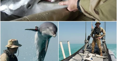 Military Secrets Exposed: How Elite Dolphins Became the Navy’s Most Unlikely Super Soldiers!