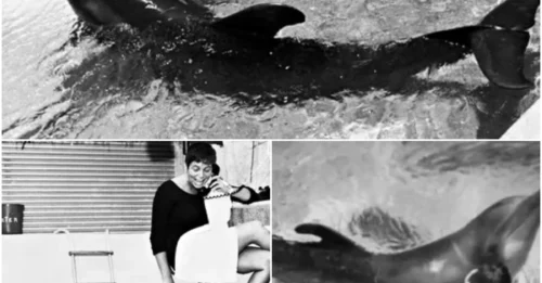 Shocking Secret: The $60 Million NASA’s 1960s Dolphin Experiment Reveals Forbidden Love Between Human and dolphin with shocking details