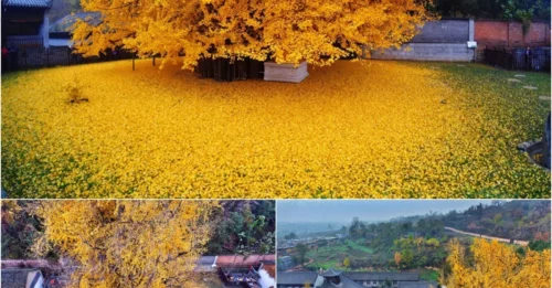 Nature’s Golden Tsunami: 1,400-Year-Old Ginkgo Buries Buddhist Temple in a Leaf Storm!
