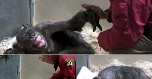 The Chimpanzee’s Tearful Goodbye Turns Into a Jaw-Dropping Reunion!