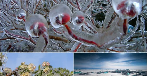 Frozen but Unbelievably Beautiful – 14 Ice & Snow Wonders That Stunned the World!