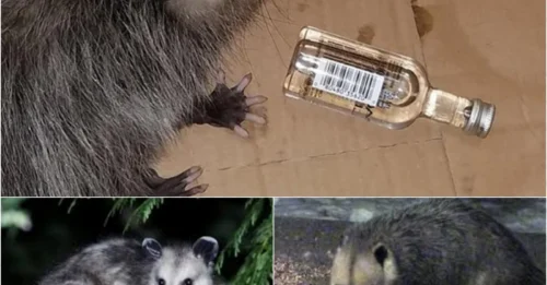 Booze Bandit Opossum Wreaks Havoc – Police Called to Handle Drunk Critter!
