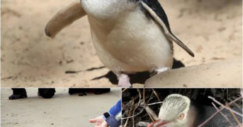 Penguins Fight Back: Tourists Risk Injury If They Don’t Drop Their Selfie Sticks!