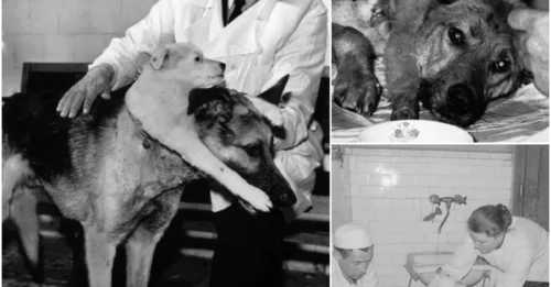 Demikhov’s Monstrous Two-Headed Dog– The Horrifying Soviet Experiment That Defied Nature and Ethics.