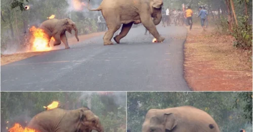 Controversial Winning Shot: Photographer Captures Elephant Engulfed in Flames