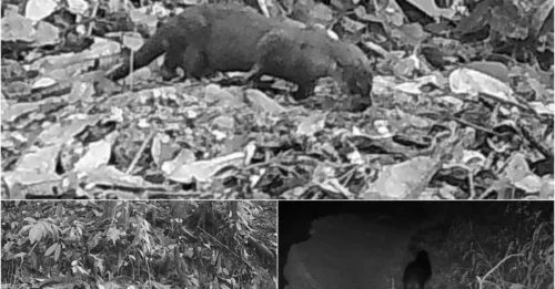 Miraculous Sighting: 'Lost' Otter Reappears on Film After 10-Year Vanishing Act!