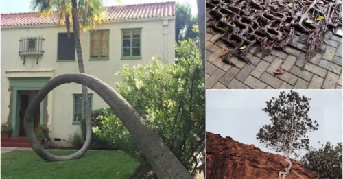 10 Botanical Beasts: No Fire, Storm, or Human Can Destroy Them