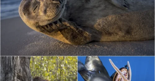 STUNNING REVEAL: 2025 National Geographic Nature Photographer Winners Will Leave You Breathless!