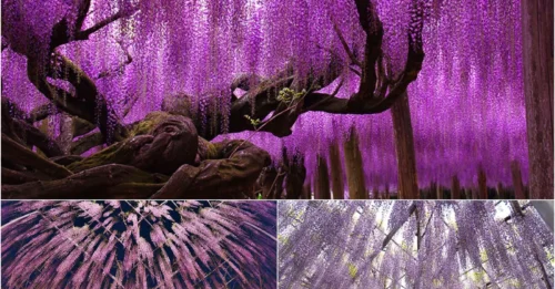 Witness the Miracle: A 144-Year-Old Wisteria Turns Japan Into a Pink Dreamland (10+PHOTO)