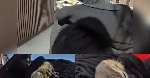 Shocking Act of Bravery: Cop Risks Everything to Save Helpless Creature in Unthinkable Situation!