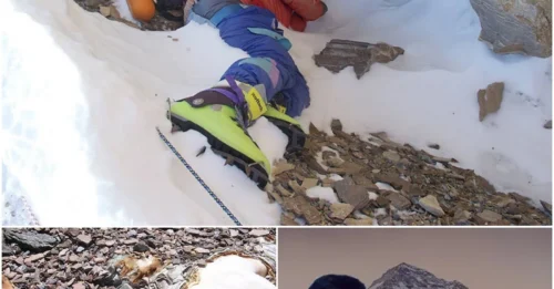 The SHOCKING truth behind ‘Green Boots’ Tsewang Paljor – Everest’s most famous dead body has a story NO ONE expected!