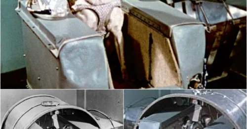 No Way Home: The Disturbing Story of the Dog Abandoned in Space