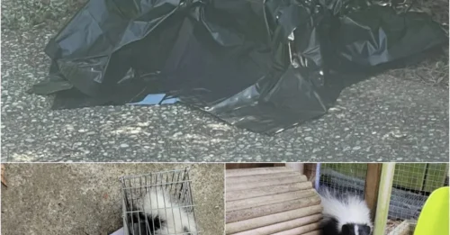 Inside the Black Plastic Bag Was a Tiny Life – And Her Actions Changed Everything!