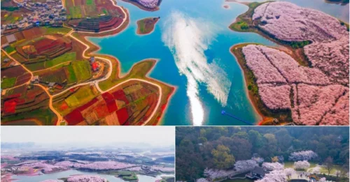 Forget Japan – China’s Cherry Blossoms Are the Most Spectacular on Earth Right Now