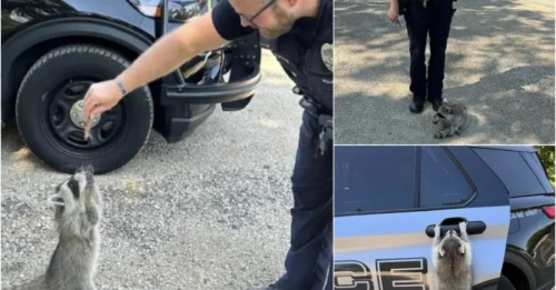 Police Panic Over ‘Aggressive’ Raccoon – The Unexpected Twist No One Saw Coming!