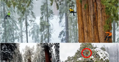 After 3,200 years standing tall, this colossal ancient tree has finally been captured in its full glory — for the very first time!