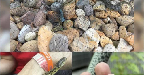 The Girl Rescues a Snake — Shocked to Witness a Jaw-Dropping Birth Right in Her Palm!