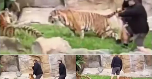 Dreamworld Admits: Tiger Slapped in Video Was a Deliberate Act!