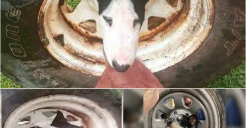 Horrifying: Alawa Dog Nearly Dies After Getting Head Stuck in Wheel – NT Fire Service’s Dramatic Rescue!