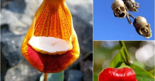 14 ‘Alien-Looking’ Flowers So Creepy, You Won’t Believe They’re Real!