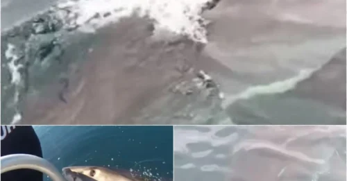 Heart-Stopping Moment: Fishing Boat Nearly Becomes Meal for 6-Meter Ocean Monster!