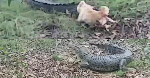 This Croc Thought She Was Prey… Until She Became The Predator