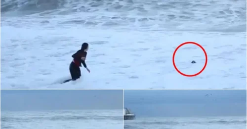Dramatic Rescue Gone Wrong: Woman Almost Dragged to Ocean Depths for Her Dog!