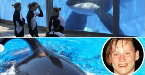 THE REVENGE OF THE KILLER WHALE THAT KILLED 3: Chillingg Photo Reveals Captive Orca’s Hatred Toward Trainers