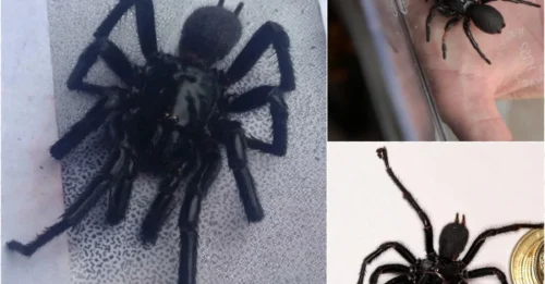 The Planet’s Most Venomous Spider Is Hiding in Homes – The Terrifying Truth!