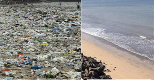 No One Believed It Could Happen – Until Turtles Reclaimed This Beach After Historic Cleanup!